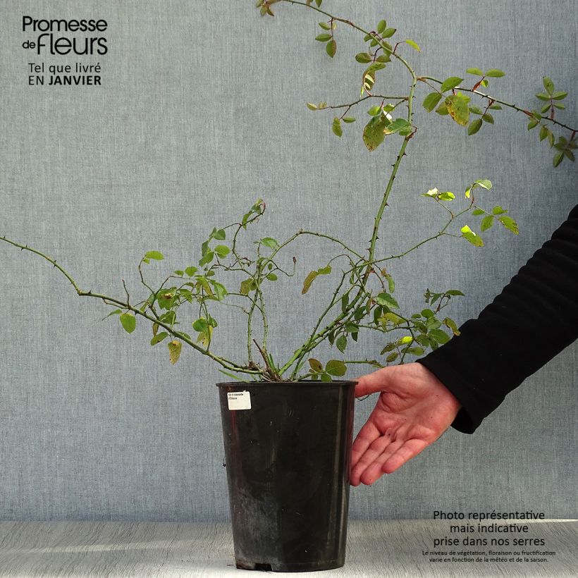 Rosa x sempervirens 'Adélaïde d’Orléans' - Rambling Rose 4L/5L pot sample as delivered in winter