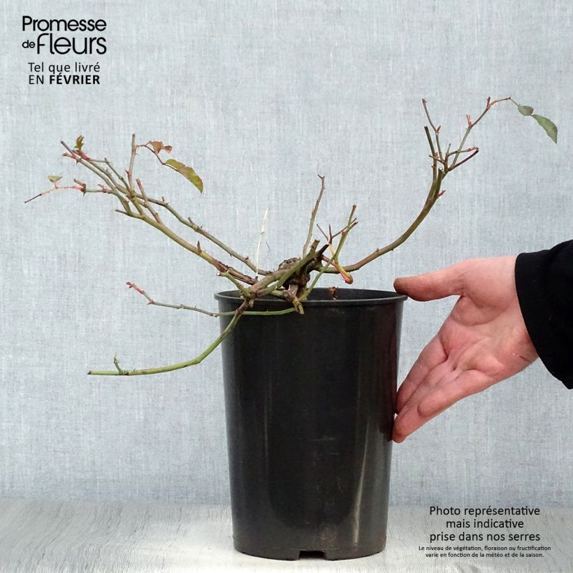 Rosa x wichuraiana Albéric Barbier - Climbing Rose 4L/5L pot sample as delivered in winter