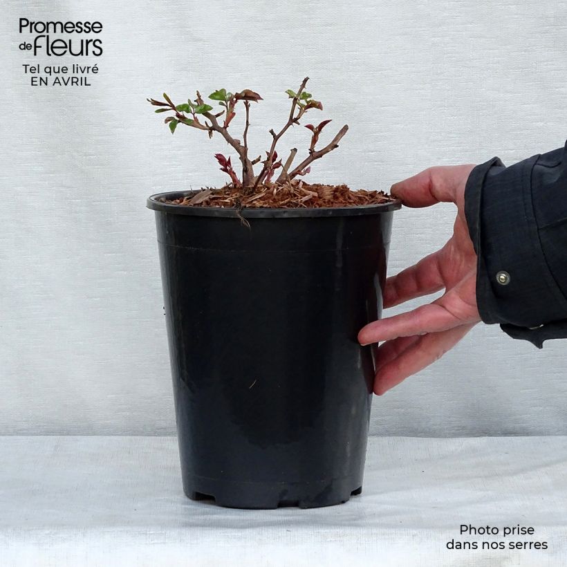Rosa x wichuraiana Albéric Barbier - Climbing Rose 4L/5L pot sample as delivered in spring