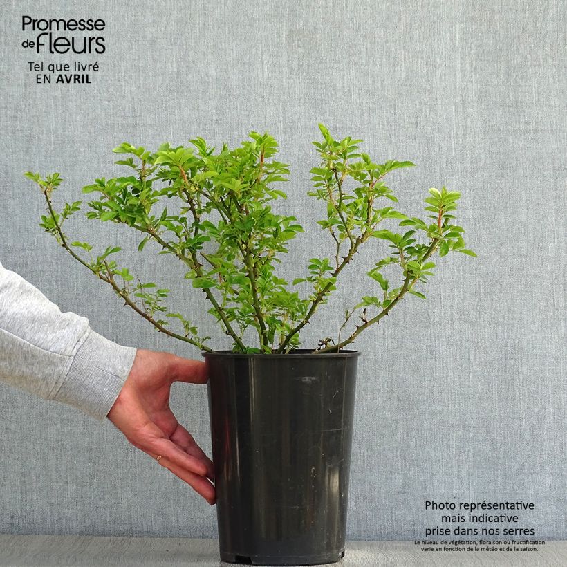 Rosa Blush Rambler - Climbing Rose 4L/5L pot sample as delivered in spring