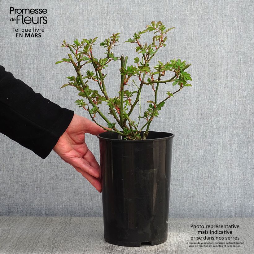 Rosa x moschata Francis E Lester - Musk Rose 4L/5L pot sample as delivered in winter