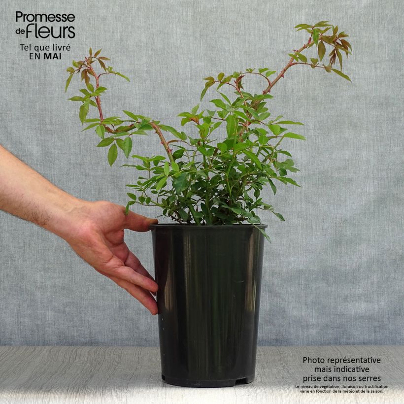 Rosa Wedding Day - Rambling Rose 4L/5L pot sample as delivered in spring