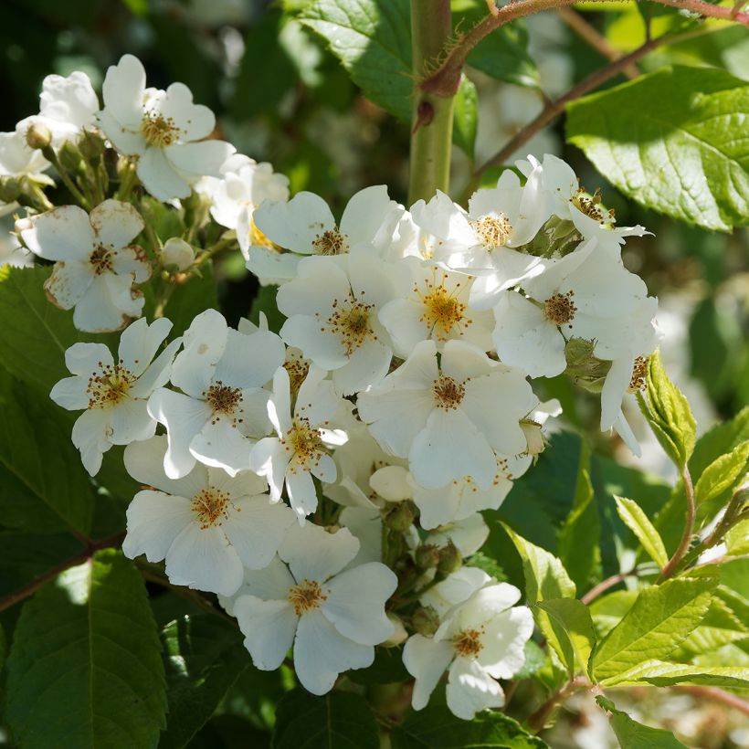 Rosa filipes 'Kiftsgate' - Rambling Rose (Flowering)