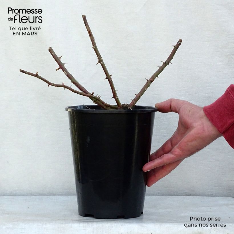 Rosa filipes 'Kiftsgate' - Rambling Rose 4L/5L pot sample as delivered in winter