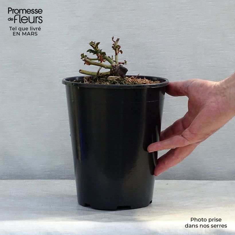 Rosa x polyantha 'Charmant' - Miniature Rose 2L/3L pot sample as delivered in winter