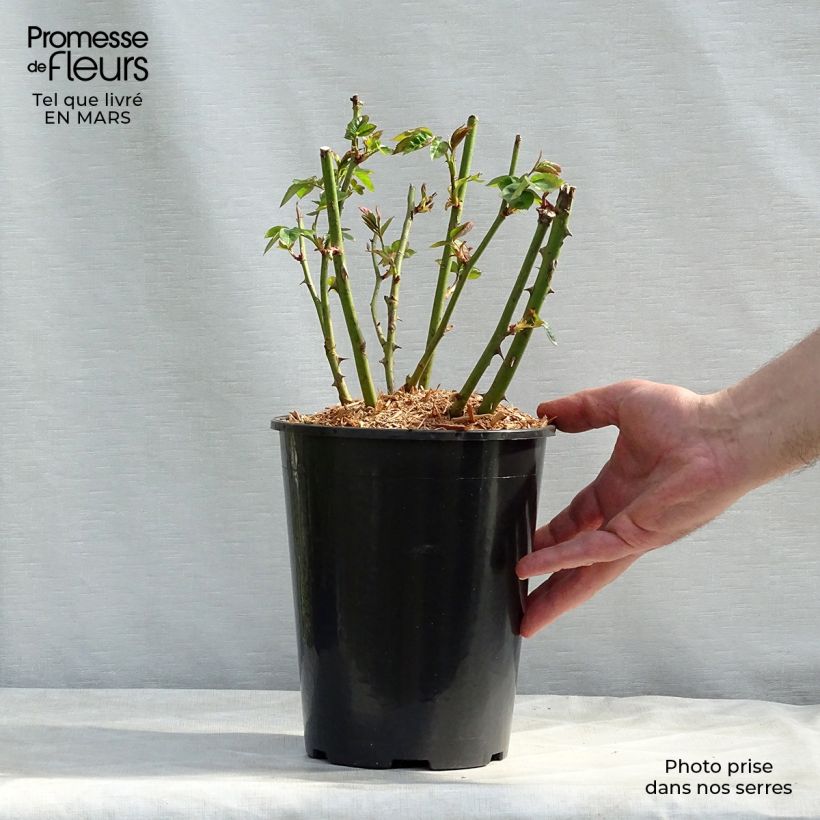 Rosa x polyantha Lemon Fizz - Polyantha Rose 3L/4L pot sample as delivered in winter