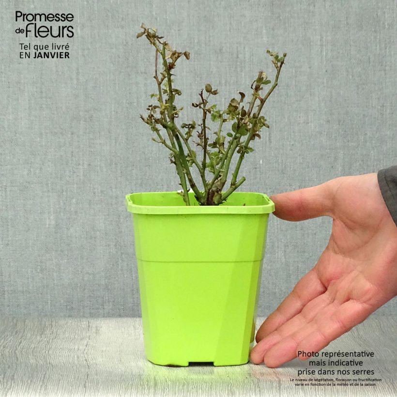 Rosa x polyantha - Lilliputs 'Mandarin' - Miniature Rose 1.5L/2L pot sample as delivered in winter
