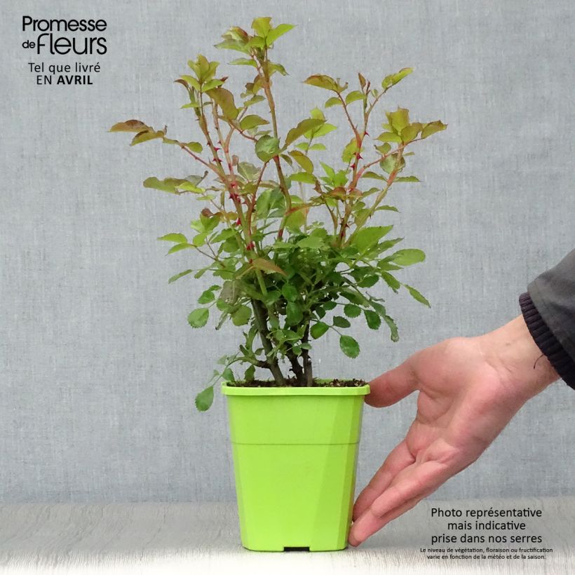 Rosa x polyantha - Lilliputs 'Mandarin' - Miniature Rose 1.5L/2L pot sample as delivered in spring