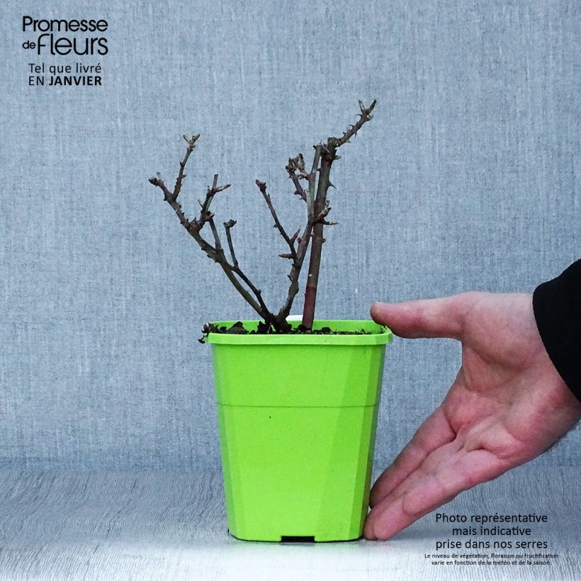 Rosa x polyantha - Lilliputs - 'Little Sunset' - Miniature Rose 1.5L/2L pot sample as delivered in winter