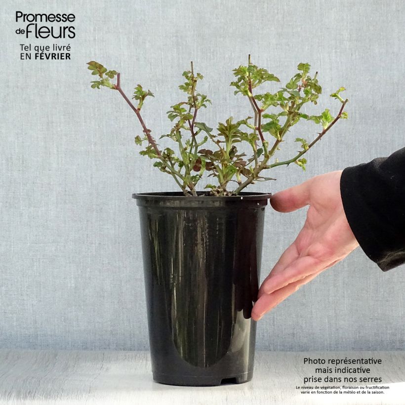 Rosa x polyantha - Lilliputs - 'Little Sunset' - Miniature Rose 3L/4L pot sample as delivered in winter