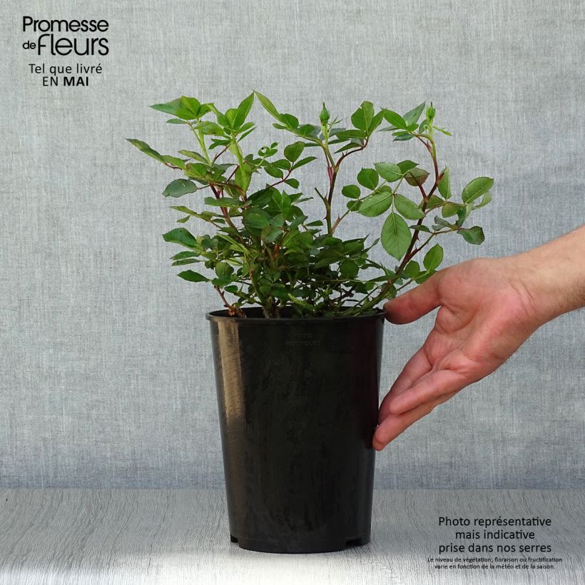 Rosa x polyantha - Lilliputs - 'Little Sunset' - Miniature Rose 3L/4L pot sample as delivered in spring