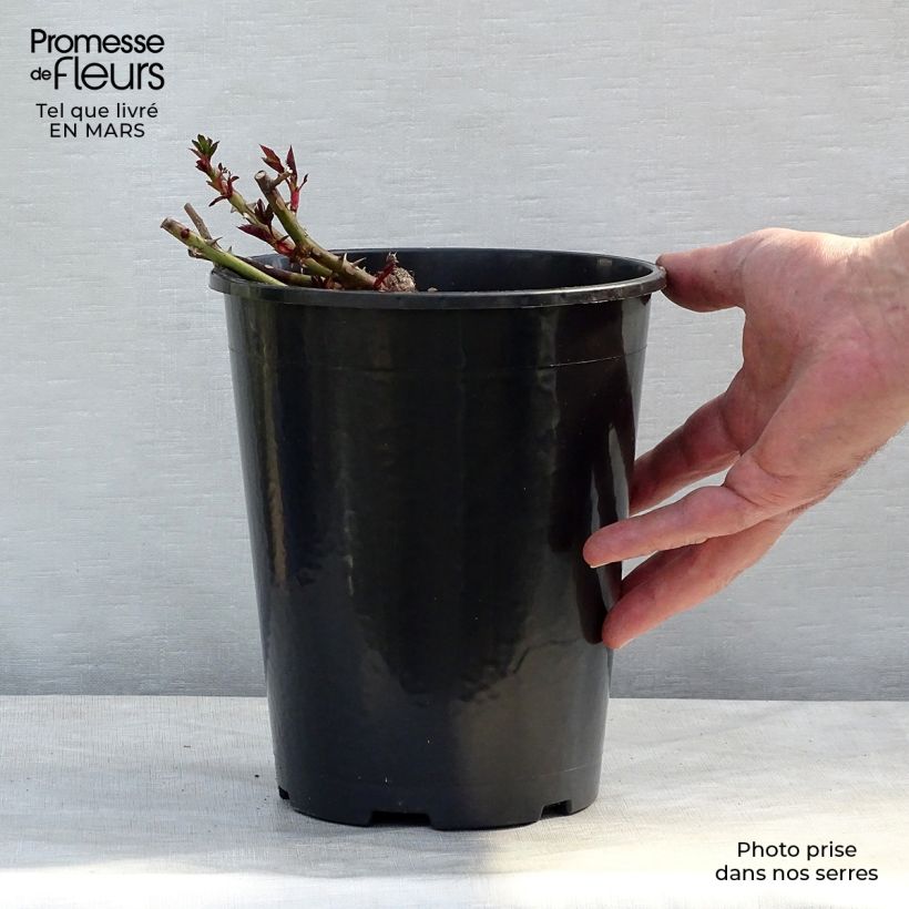 Rosa x persica 'Sunshine Babylon Eyes' - Miniature Rose 4L/5L pot sample as delivered in spring