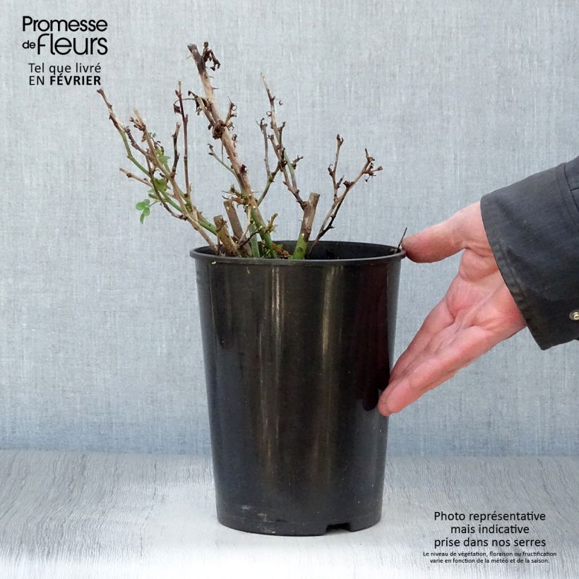 Rosa Sweet Dream 3L/4L pot sample as delivered in winter