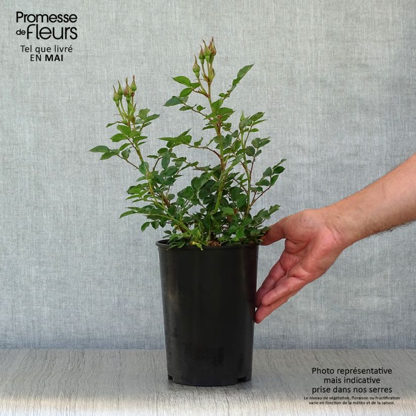 Rosa Sweet Dream 3L/4L pot sample as delivered in spring