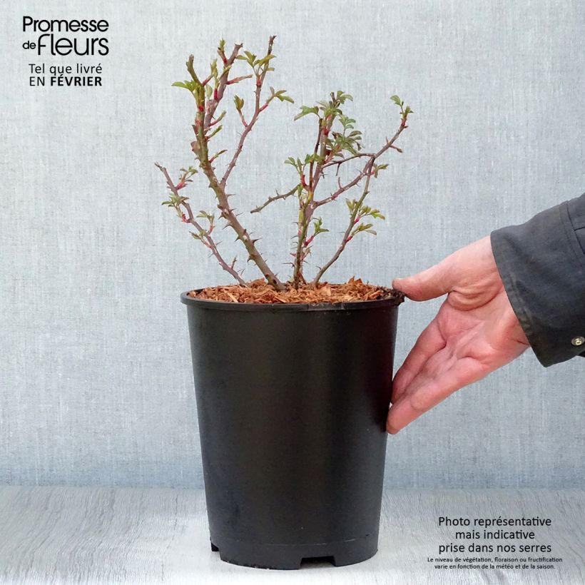 Rosa x persica 'Trendy Babylon Eyes'  - Miniature Rose 4L/5L pot sample as delivered in winter