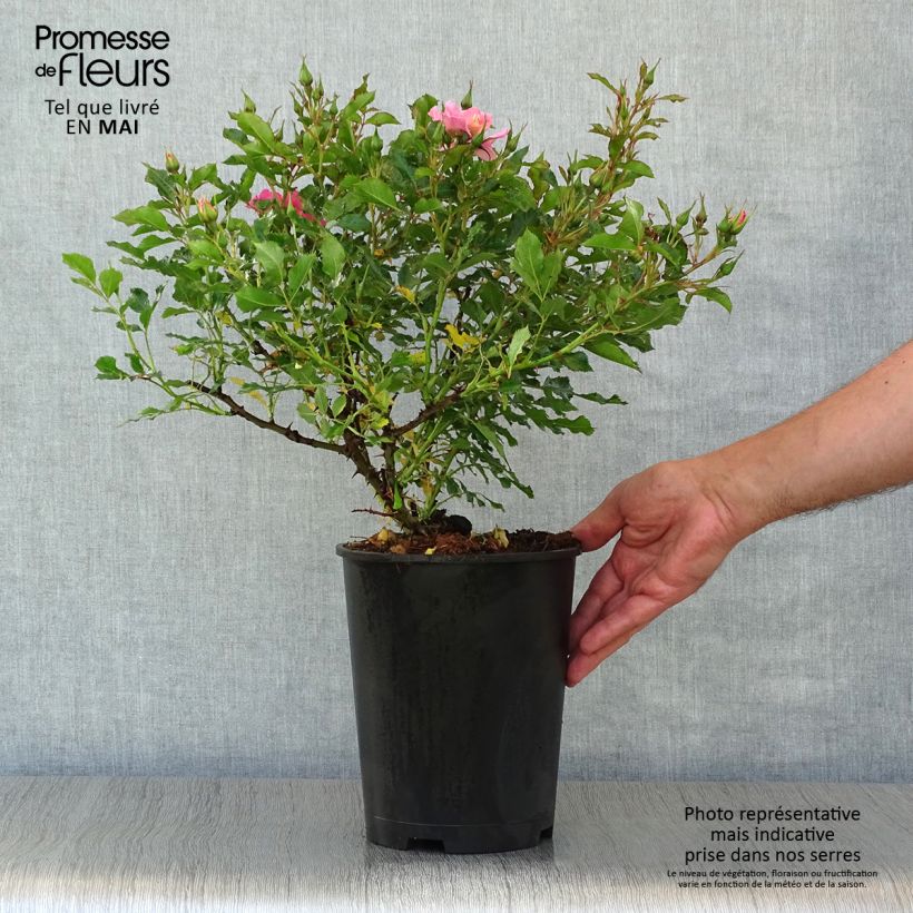 Rosa x persica 'Trendy Babylon Eyes'  - Miniature Rose 4L/5L pot sample as delivered in spring