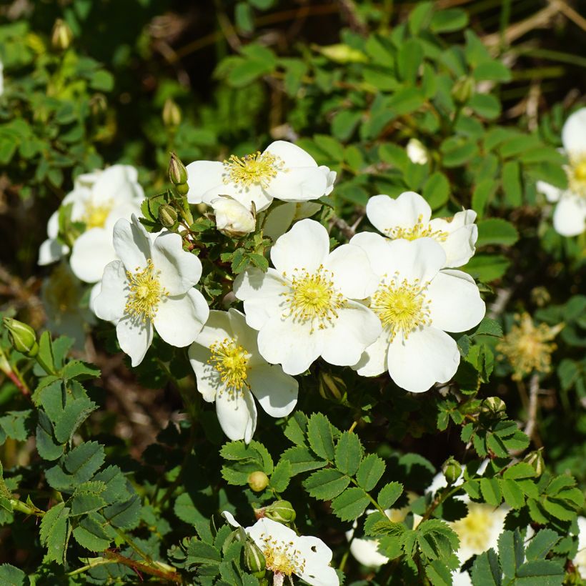 Rosa pimpinellifolia (Flowering)