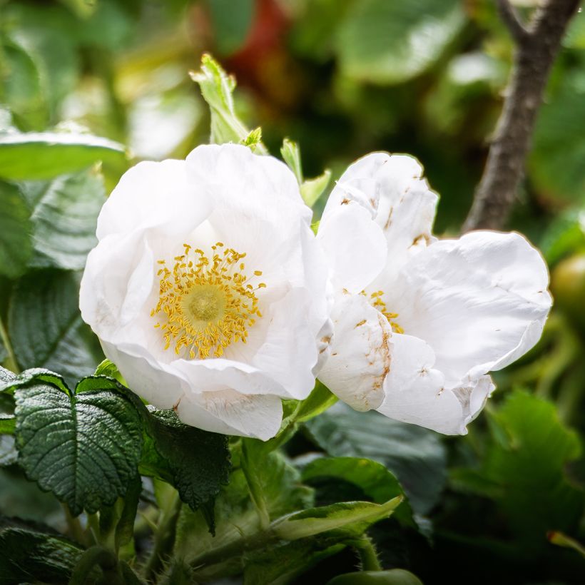 Rosa rugosa Alba - Japanese Rose (Flowering)