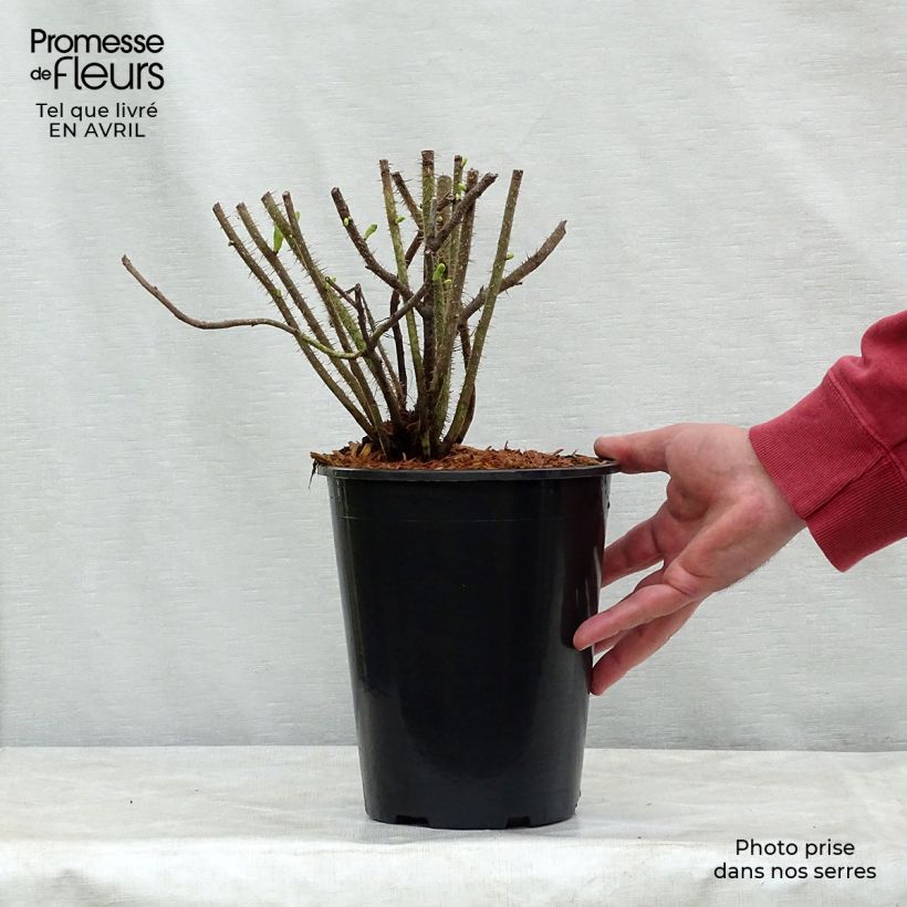 Rosa rugosa Alba - Japanese Rose 3L/4L pot sample as delivered in spring