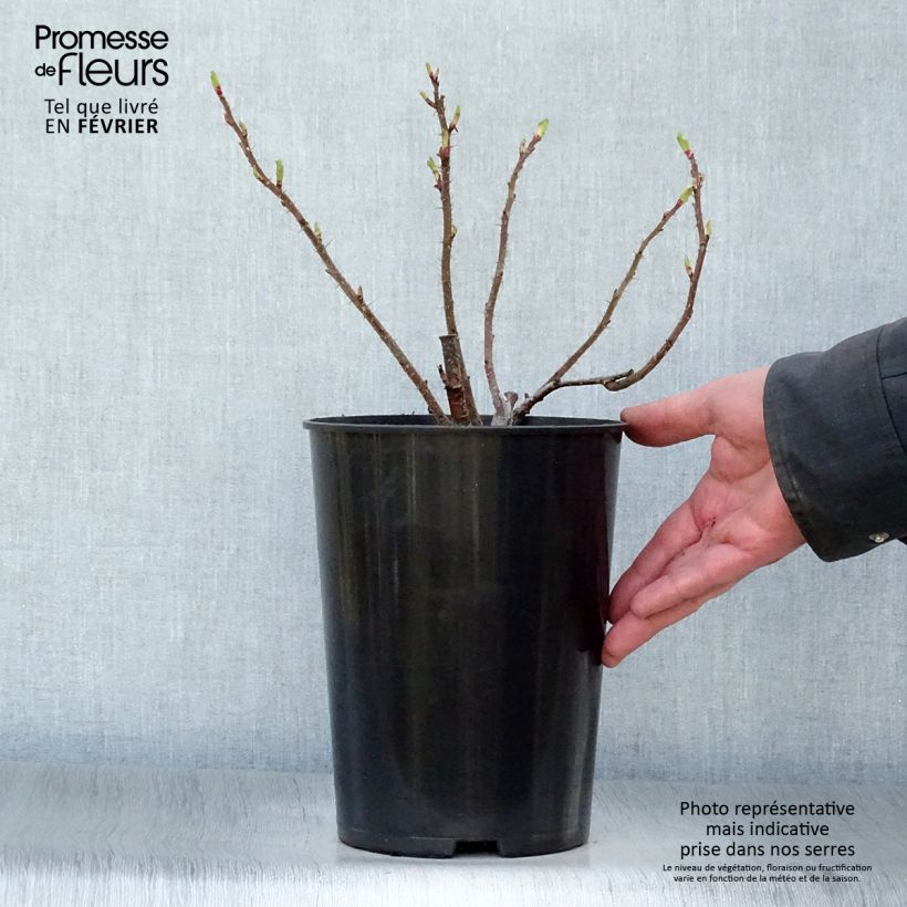 Rosa x rugosa 'Hansa' - Rugosa Rose 4L/5L pot sample as delivered in winter