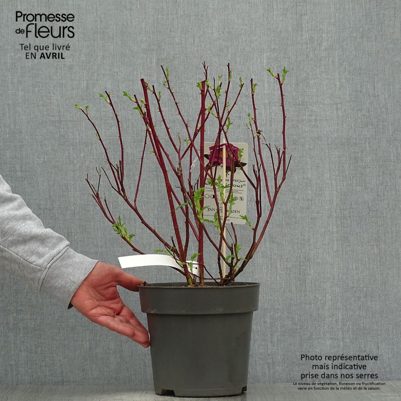 Rosa rugosa x virginiana Jam-a-licious - Shrub Rose 4L/5L pot sample as delivered in spring