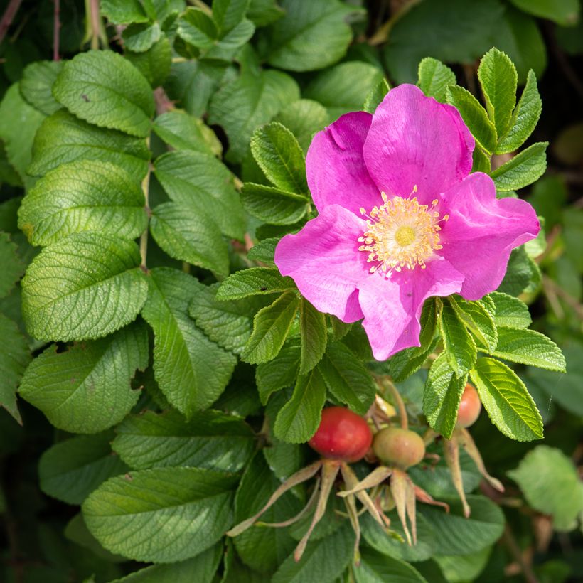 Rosa rugosa x virginiana Jam-a-licious - Shrub Rose (Flowering)