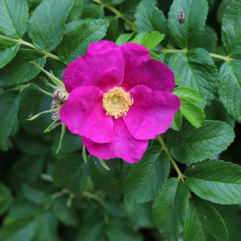 Rosa rugosa - Beach Rose (Flowering)