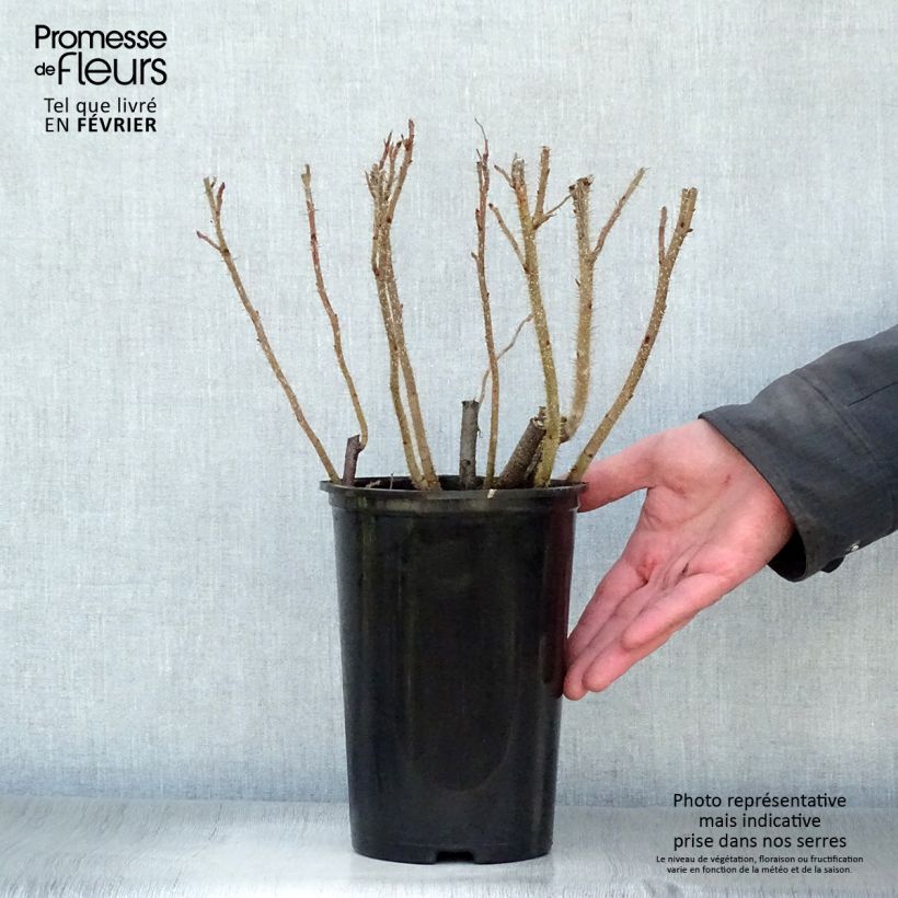 Rosa rugosa - Beach Rose 2L/3L pot sample as delivered in winter