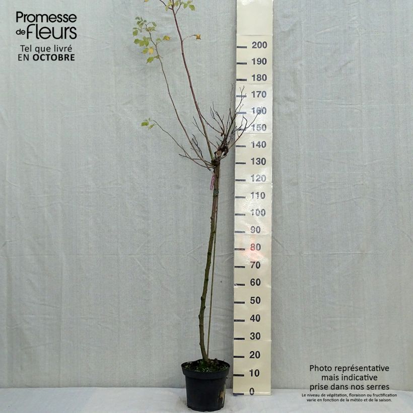 Rosa x floribunda Decorosier Calizia - Standard Rose 7.5L/10L pot, Standard sample as delivered in autumn