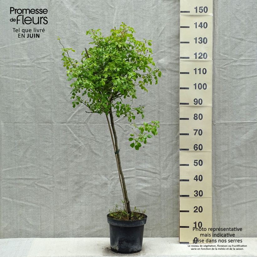 Rosa Decorosier Mareva - Standard Rose 7.5L/10L pot, Standard sample as delivered in spring