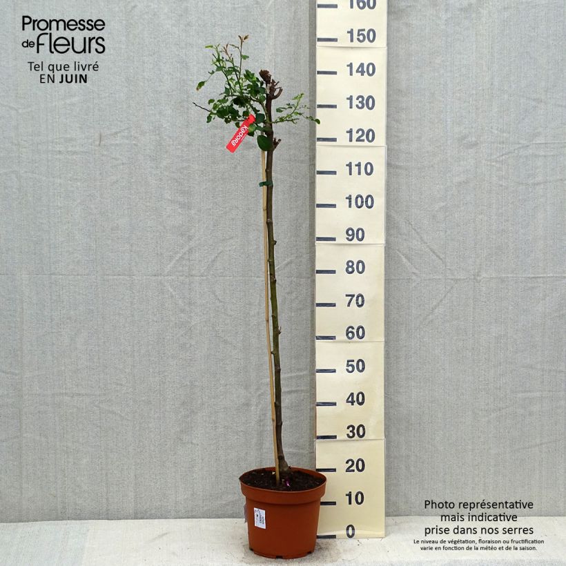 Rosa x floribunda Decorosier Kadora - Standard Rose 7.5L/10L pot, Standard sample as delivered in summer