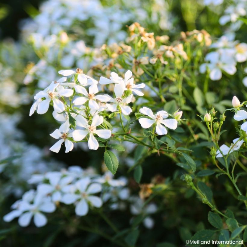 Rosa x polyantha GALAXY Arcturus - Miniature Rose (Flowering)