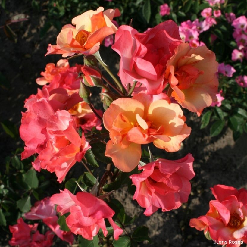 Rosa moschata Esch-sur-Sûre - Musk Rose (Flowering)