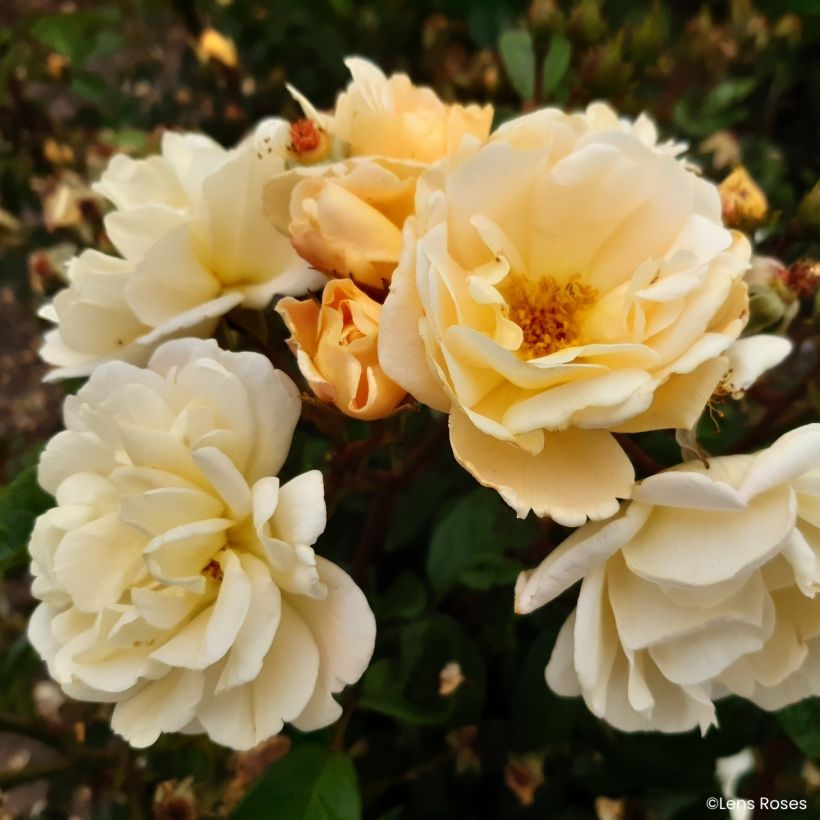 Rosa x moschata Machera - Musk rose (Flowering)