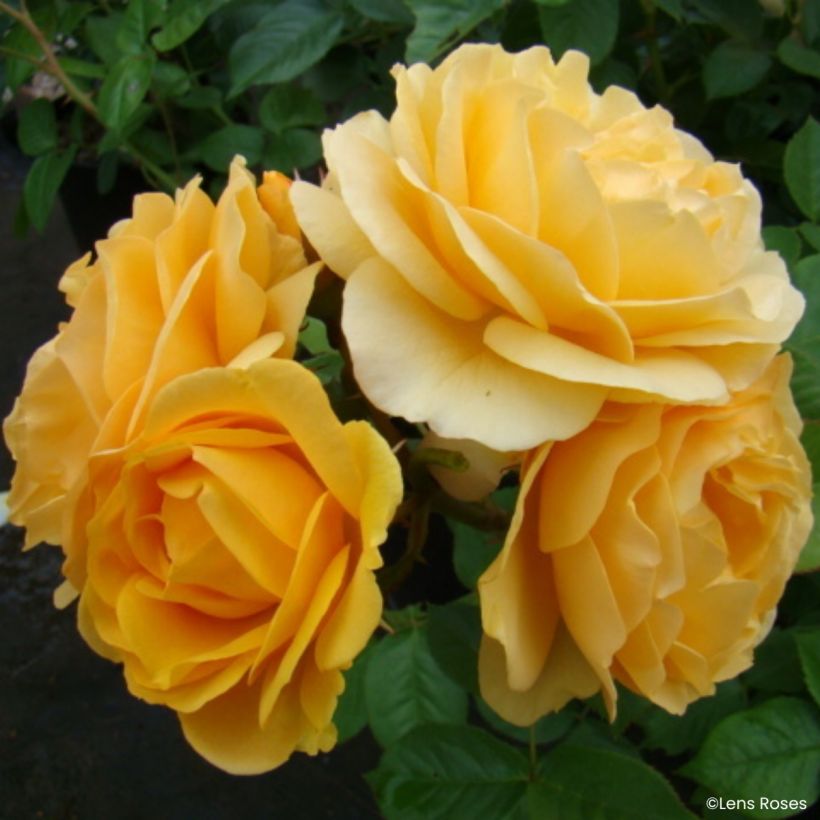 Rosa floribunda Absolutely Fabulous (Flowering)