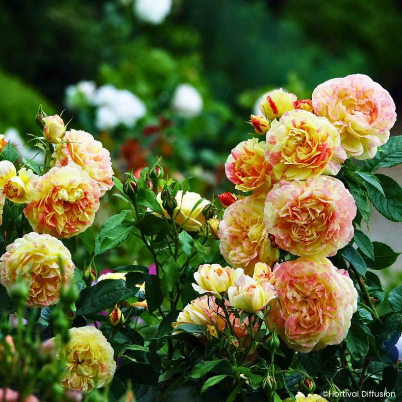 Rosa floribunda Scentimental® Vanille - Floribunda Rose (Plant habit)