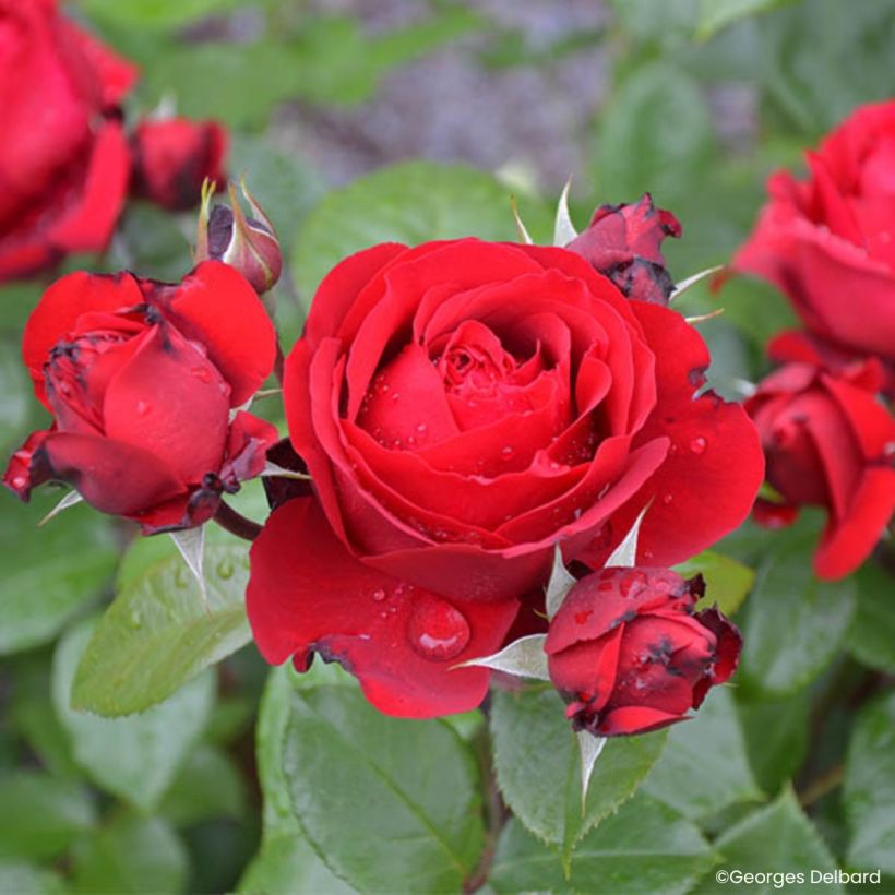 Rosa Societe Nationale d'Horticulture de France 'Delflouge' - Bush Rose (Flowering)