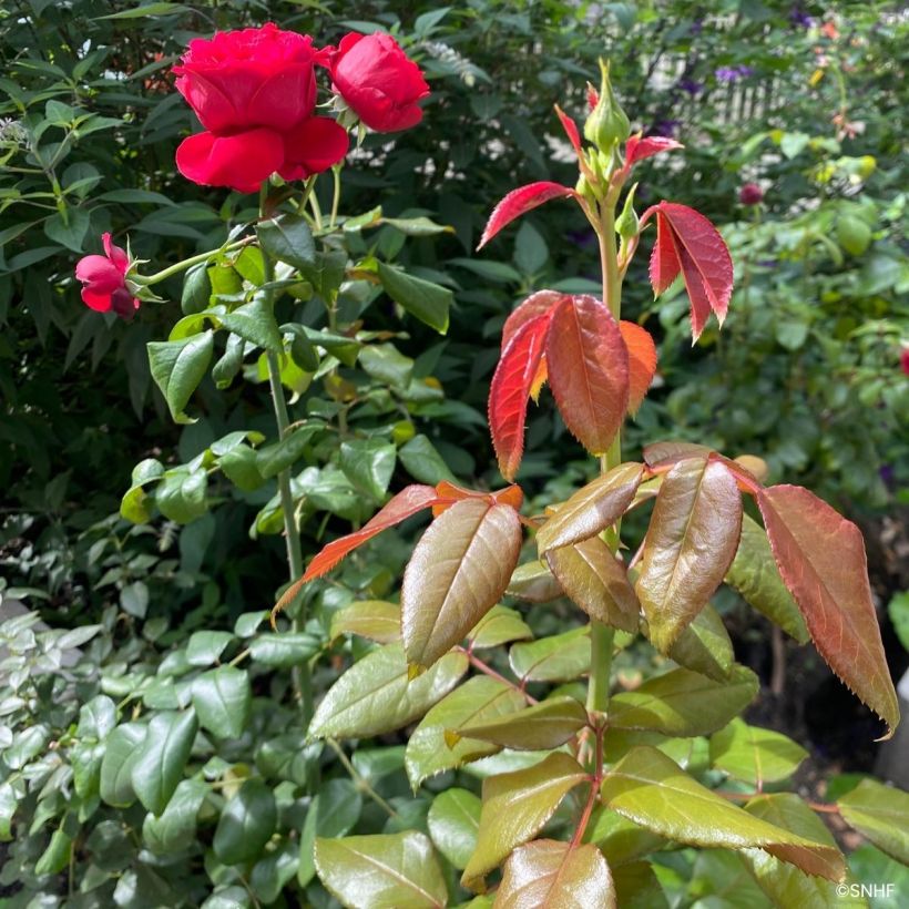 Rosa Societe Nationale d'Horticulture de France 'Delflouge' - Bush Rose (Foliage)