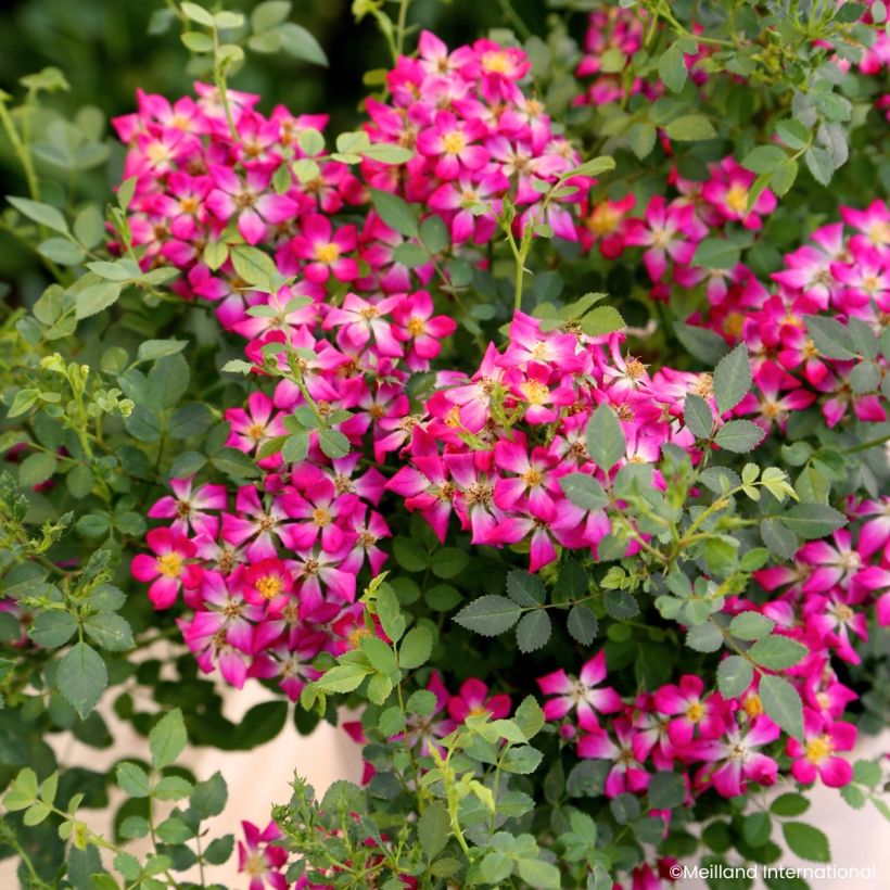 Rosa x polyantha GALAXY Antares - Miniature Rose (Flowering)