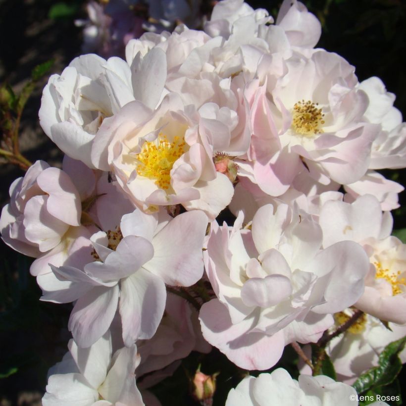 Rosa x moschata Ma Fille Sara - Groundcover Rose (Flowering)