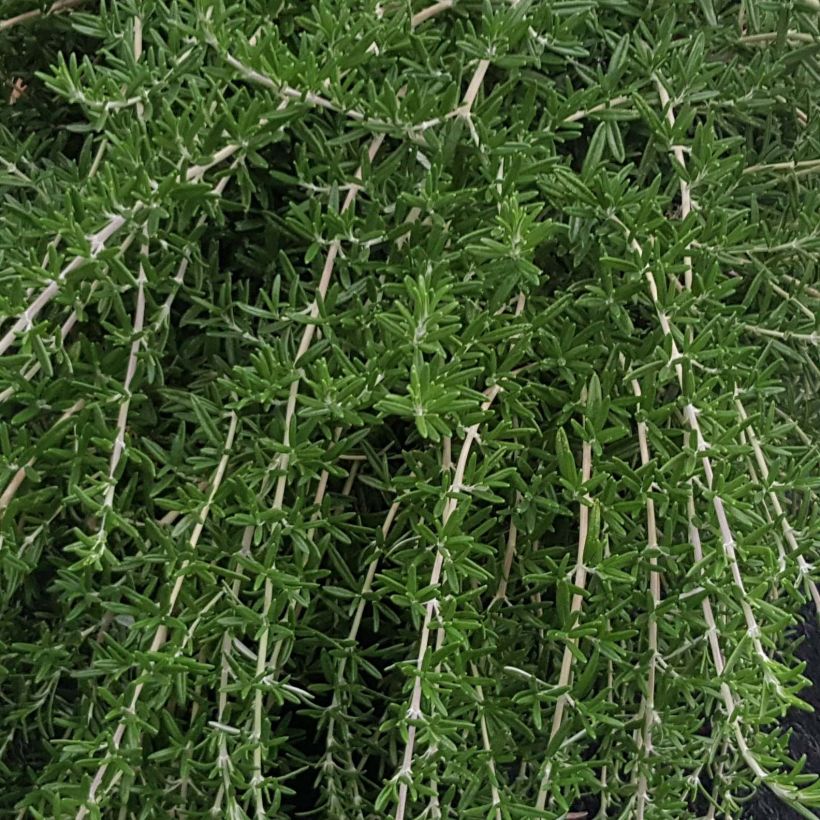 Rosmarinus officinalis Blue Cascade (Foliage)