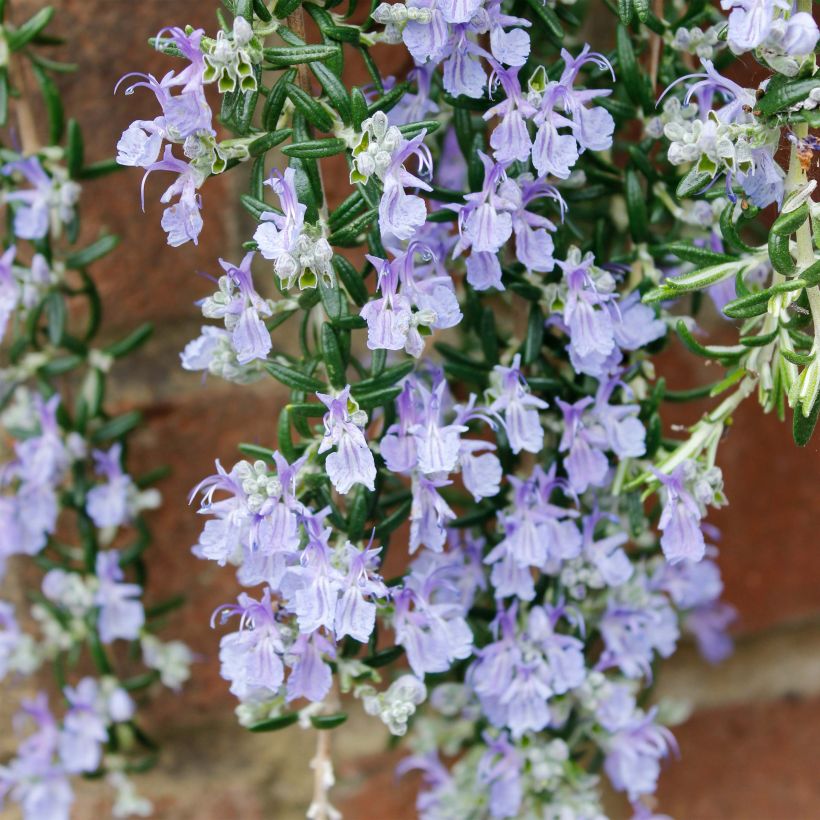 Rosmarinus officinalis Blue Cascade (Flowering)