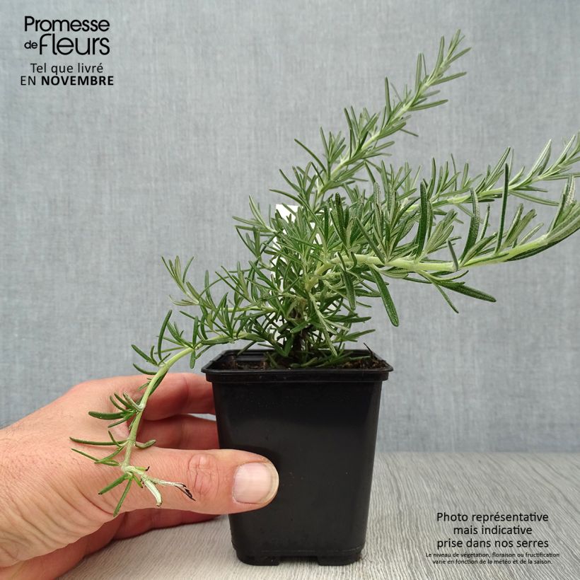 Rosmarinus officinalis Blue Cascade 8/9 cm pot sample as delivered in autumn