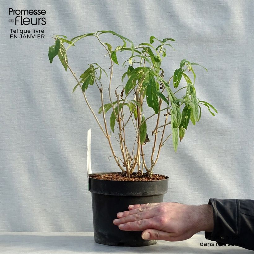 Rostrinucula dependens Happy Cascade 3L/4L pot sample as delivered in winter