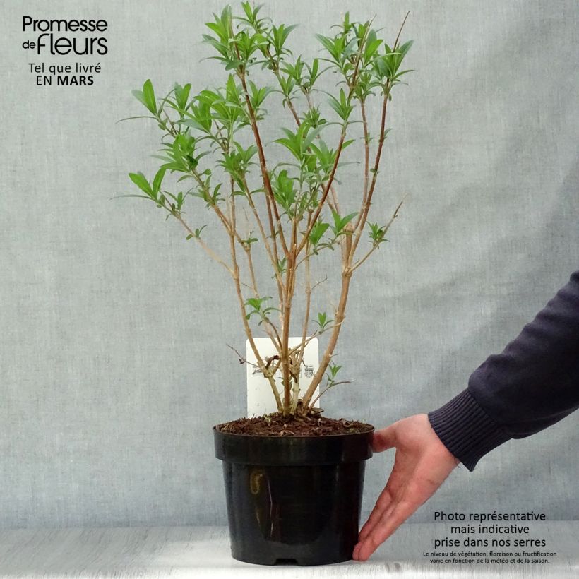 Rostrinucula dependens Happy Cascade 3L/4L pot sample as delivered in spring
