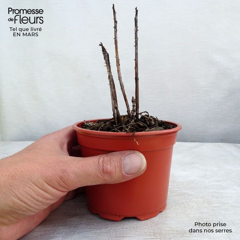 Rubus illecebrosus 8/9 cm pot sample as delivered in winter