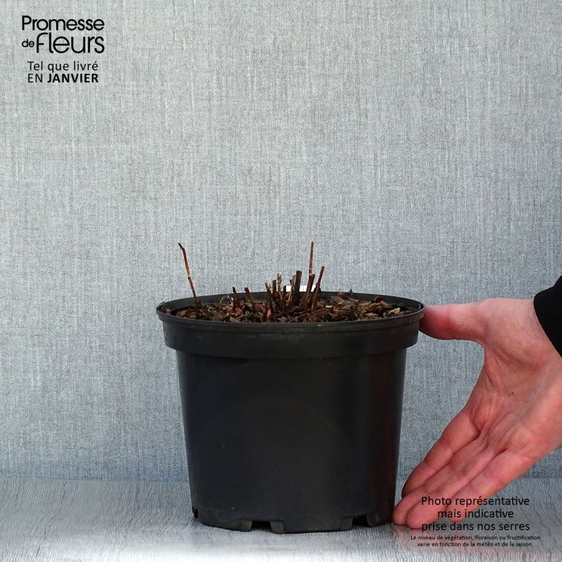 Rubus illecebrosus 2L/3L pot sample as delivered in winter