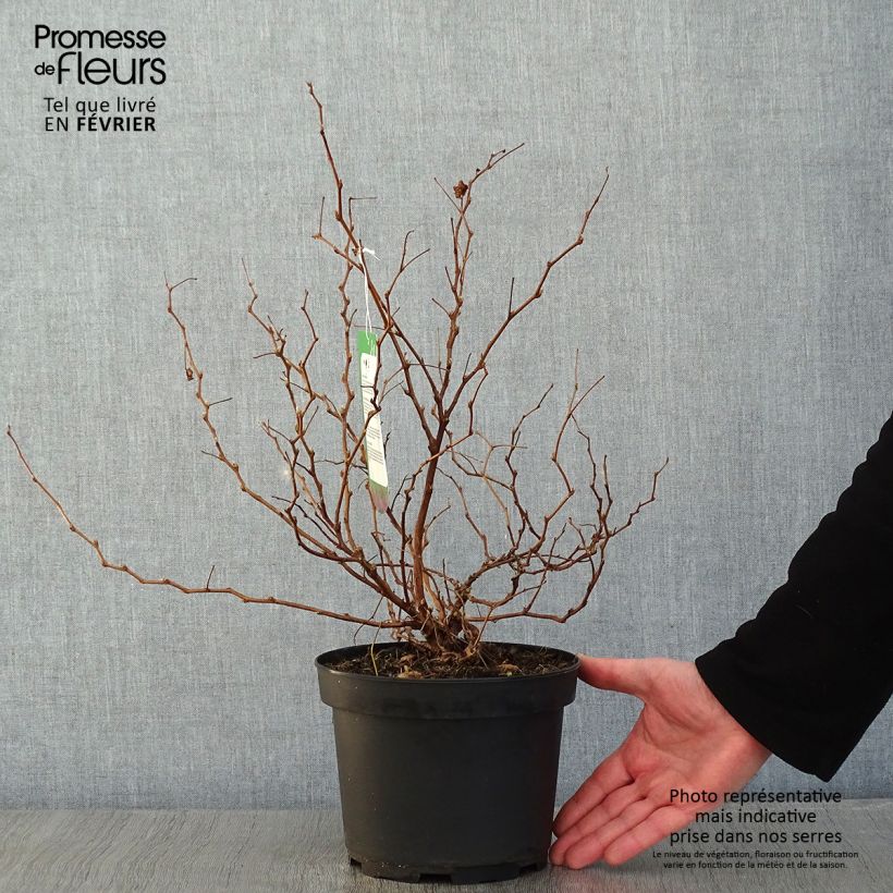 Rubus spectabilis Olympic Double 3L/4L pot sample as delivered in winter