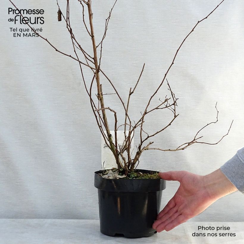 Rubus tridel Benenden 3L/4L pot sample as delivered in spring