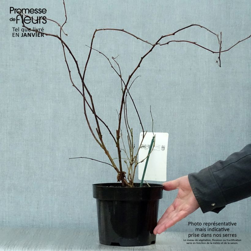 Rubus tridel Benenden 3L/4L pot sample as delivered in winter